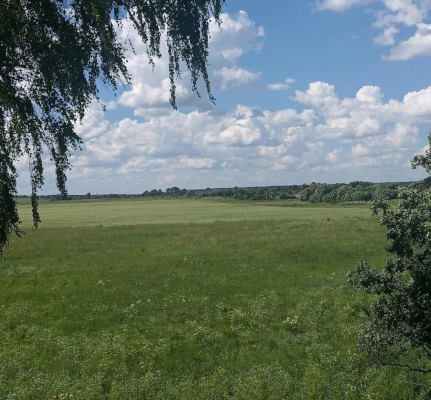 поле