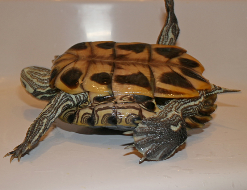 turt2-1SM